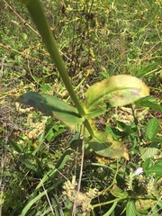 Physostegia digitalis