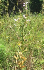 Physostegia digitalis