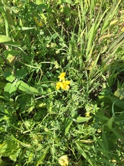 Lotus corniculatus corniculatus