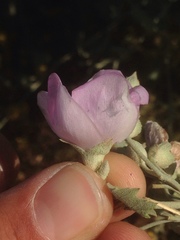 Malacothamnus fasciculatus nuttallii