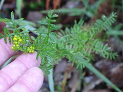 Hippia frutescens