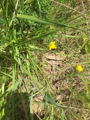 Lotus corniculatus corniculatus
