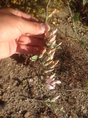 Malacothamnus fasciculatus nuttallii