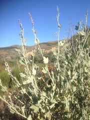 Malacothamnus fasciculatus nuttallii