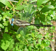 Phanogomphus kurilis