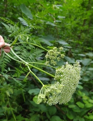 Conioselinum tataricum