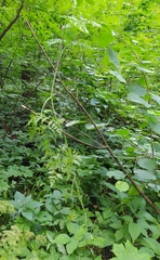 Conioselinum tataricum