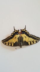 Papilio machaon