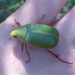 Xylonichus eucalypti