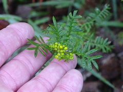 Hippia frutescens