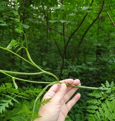 Conioselinum tataricum