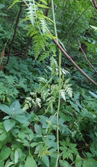 Conioselinum tataricum