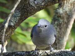 Coracina caesia caesia