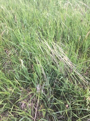 Hesperostipa spartea