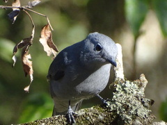 Coracina caesia caesia