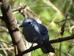 Coracina caesia caesia