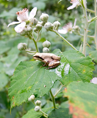 Hyla orientalis