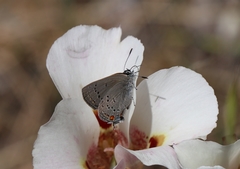 Satyrium californica