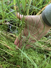 Equisetum arvense image