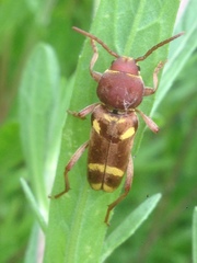 Xylotrechus insignis