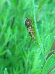 Xylotrechus insignis