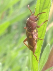 Xylotrechus insignis