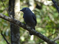 Coracina caesia caesia