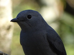 Coracina caesia caesia