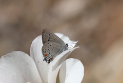 Satyrium californica