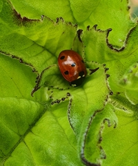 Coccinella septempunctata