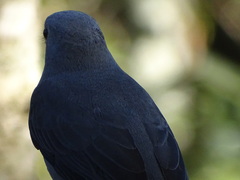 Coracina caesia caesia