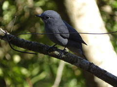 Coracina caesia caesia