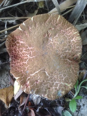 Xerocomellus salicicola