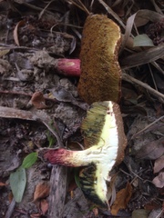 Xerocomellus salicicola