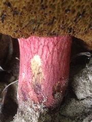 Xerocomellus salicicola