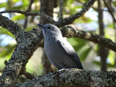 Coracina caesia caesia