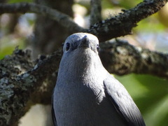 Coracina caesia caesia