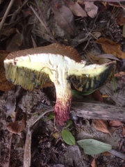 Xerocomellus salicicola