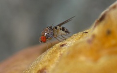 Leucophenga maculata