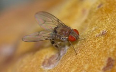 Leucophenga maculata