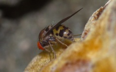 Leucophenga maculata