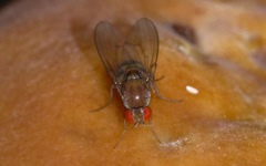 Leucophenga maculata