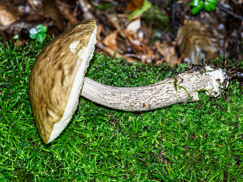 Leccinellum pseudoscabrum — (c) rainerburkard, some rights reserved (CC BY)