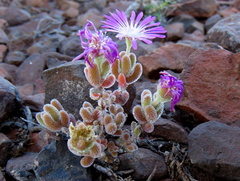 Drosanthemum
