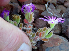 Drosanthemum
