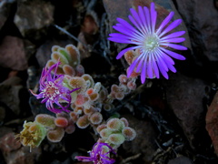 Drosanthemum