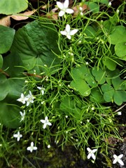 Moehringia muscosa