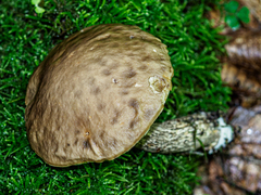 Leccinellum pseudoscabrum