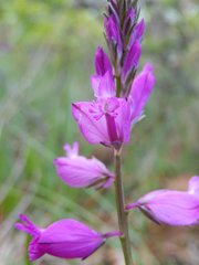 Polygala nicaeensis
