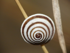 Trochoidea elegans